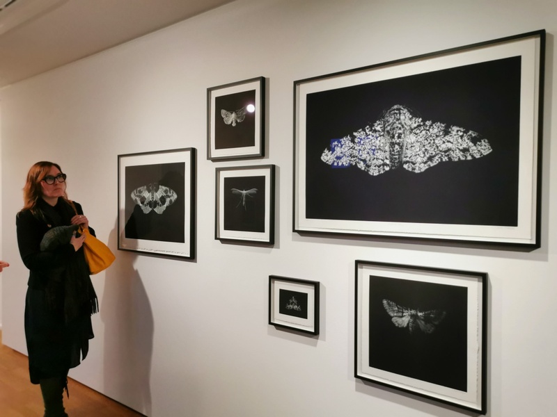 Angela Rawlings studying Sarah Gillespie’s 'A Litany of Moths', celebrating nocturnal moths and their fragile ecosystems © Muthuwahandi.jpg