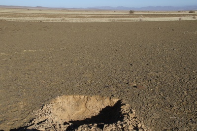 Desert Field 4