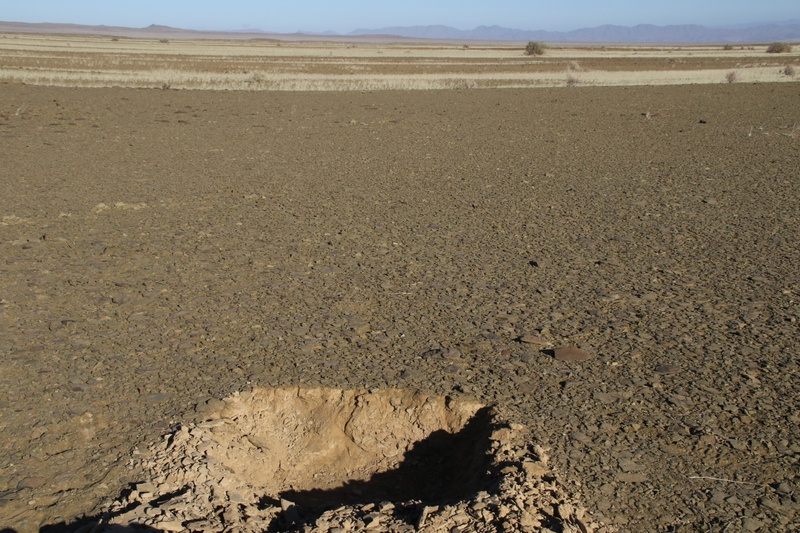 Desert Field 4
