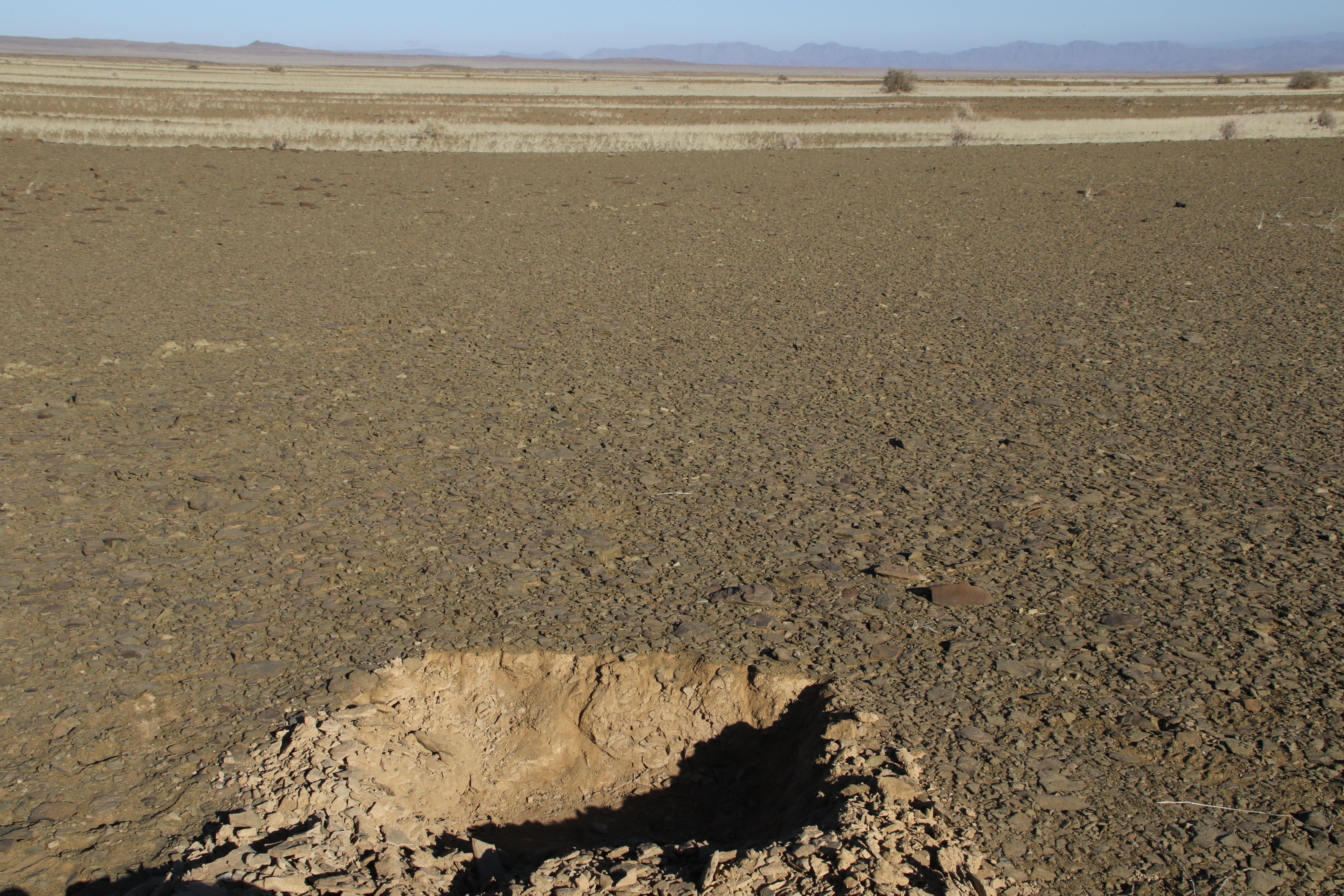 Desert Field 4