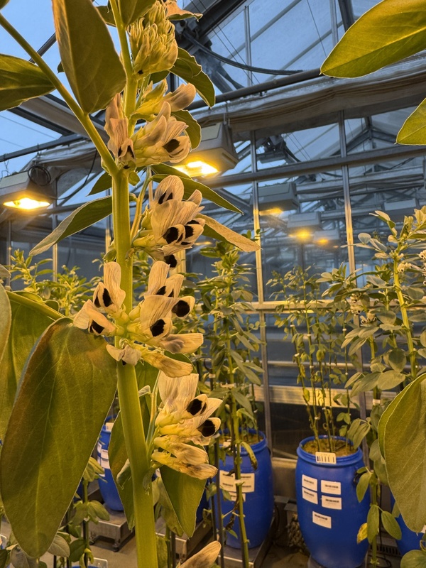 IMG_9682.jpg Flowering faba bean in greenhouse experiment