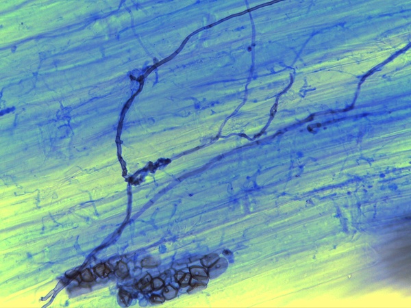 wheat-endophyte_ollo-2025.jpg