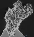 x-ray_micro-computed tomography_coral_Credit Catarina Martins.png