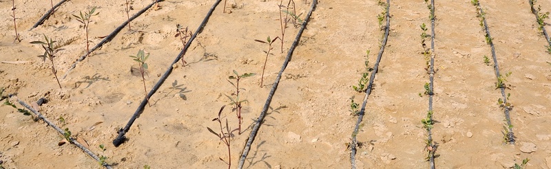 irrigation system