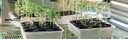 plant breeding
