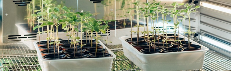 plant breeding