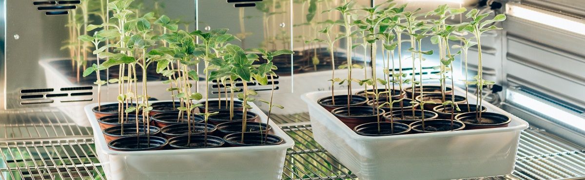 plant breeding