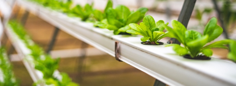 Plants
