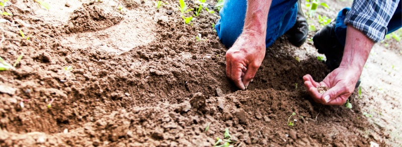 Field is planted by hand