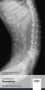Flyer: Tiermedizin (Staatsexamen)