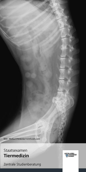 Flyer: Tiermedizin (Staatsexamen)