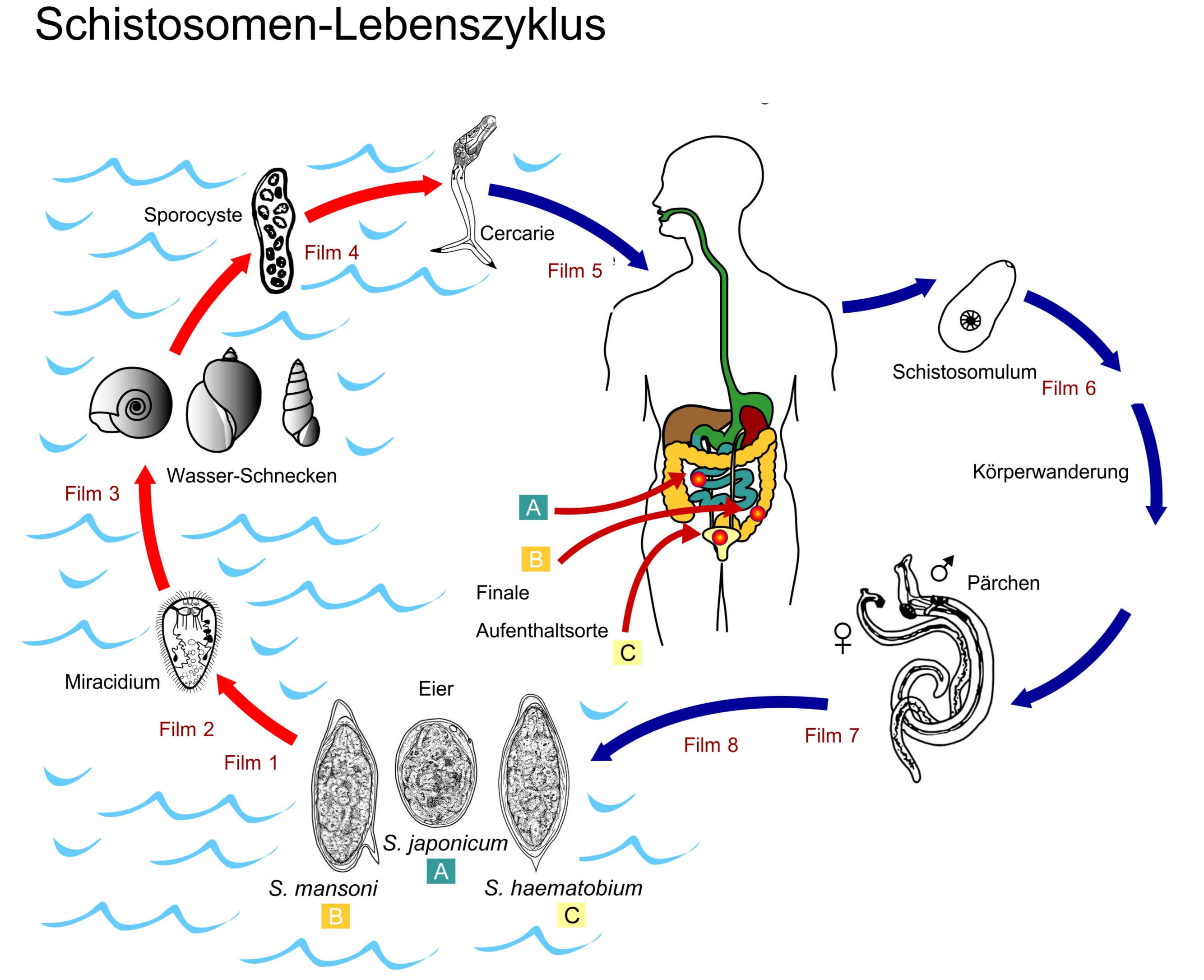 schistosomiasis zyklus